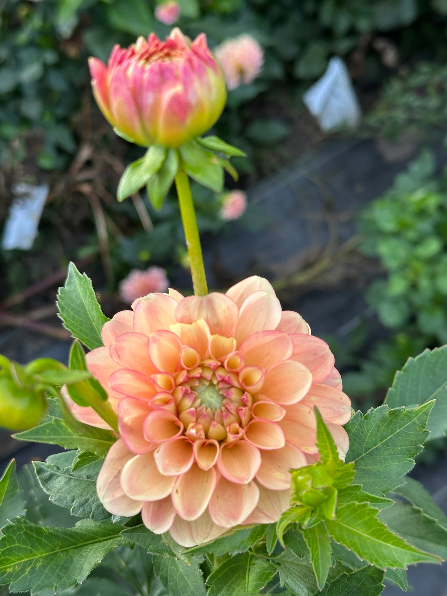 Burfoot Eva Dahlia Tuber