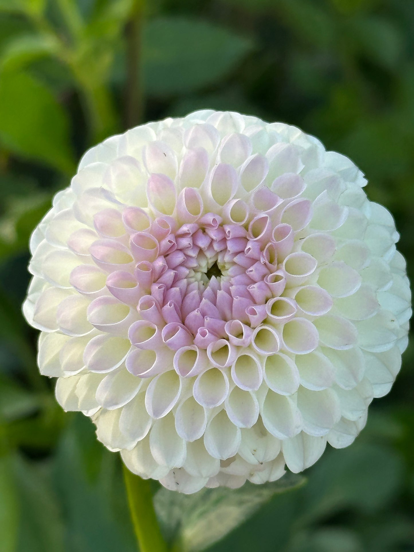 Hollyhill Miss White Dahlia Tuber
