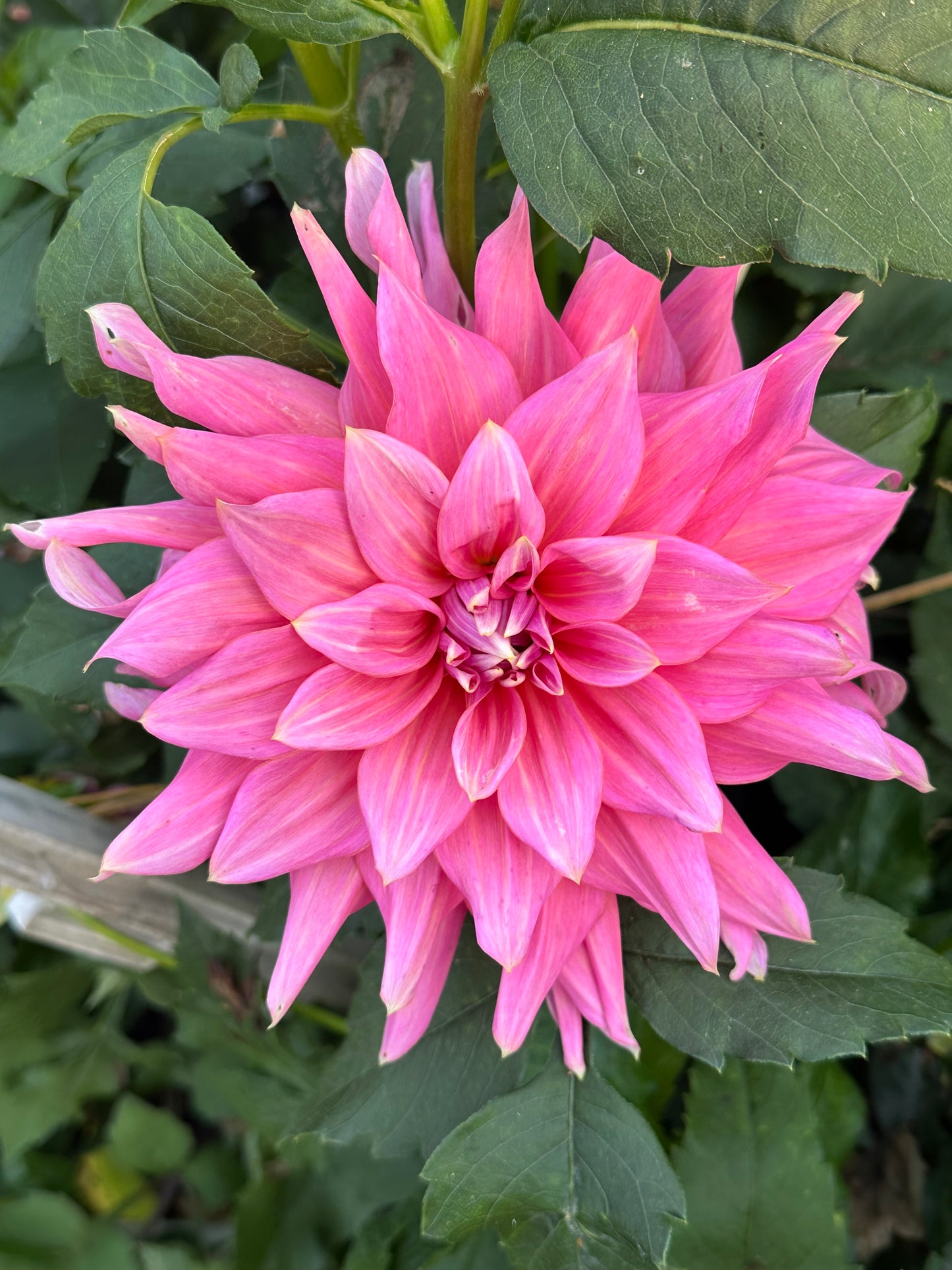 Wyn's King Salmon Dahlia Tuber