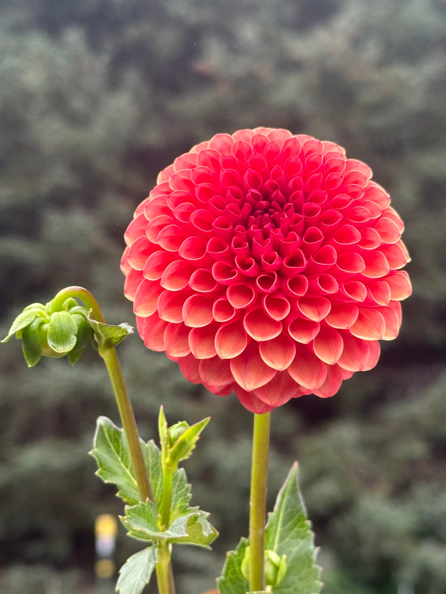 Valley Rust Bucket Dahlia Tuber