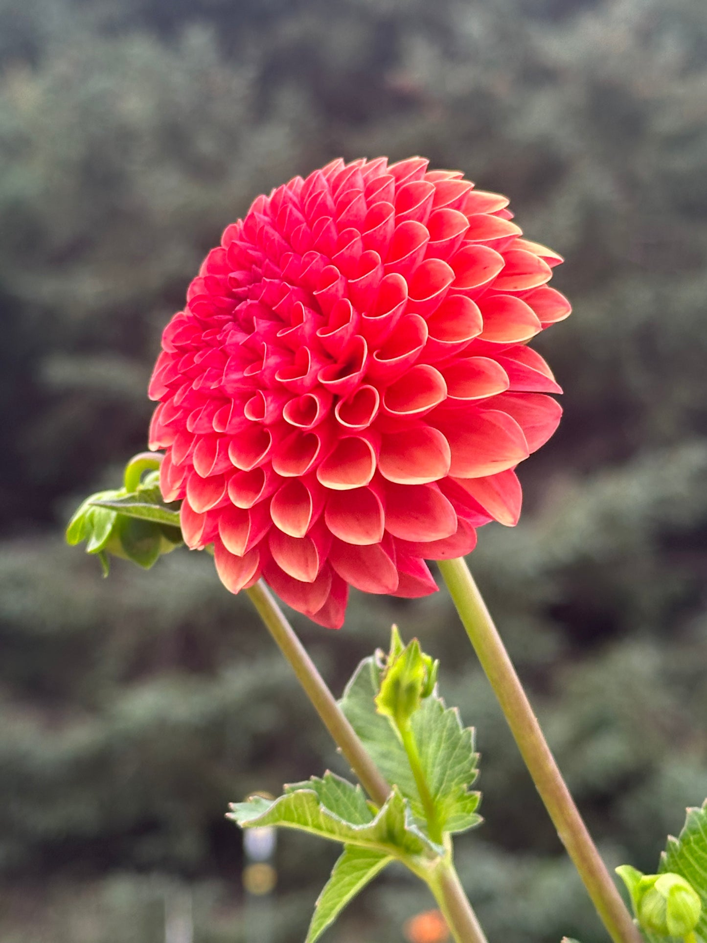 Valley Rust Bucket Dahlia Tuber