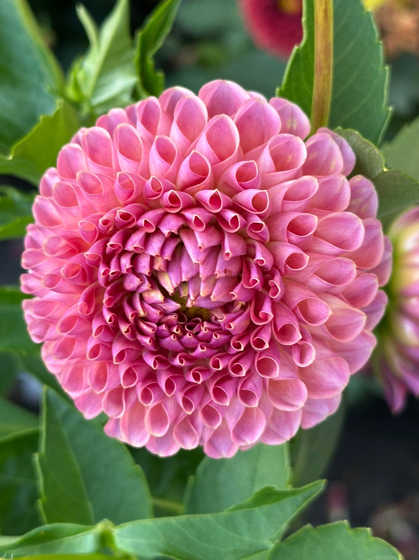 Jowey Winnie Dahlia Tuber