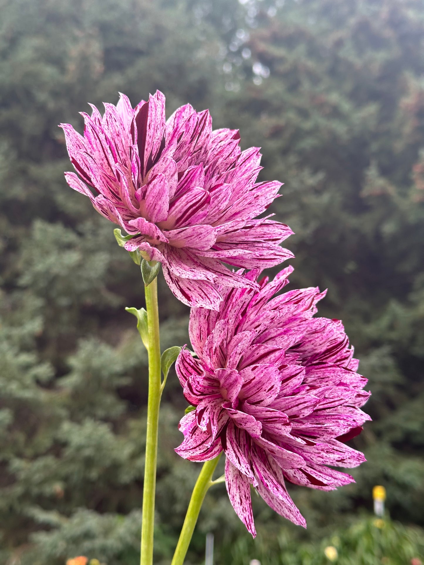Hollyhill Bewitched Dahlia Tuber