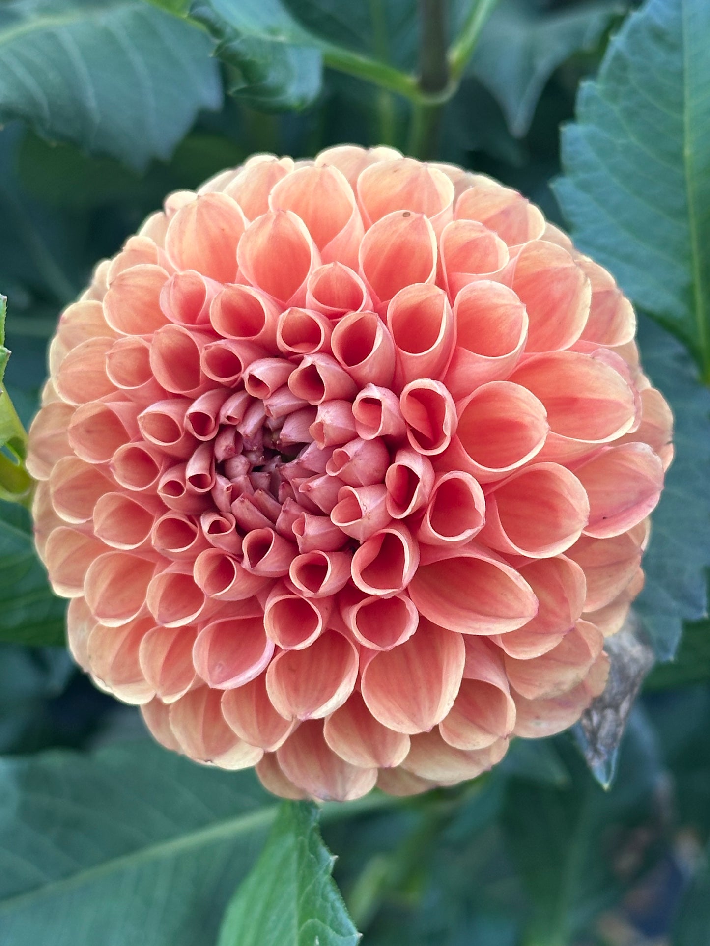 Jowey Nicky Dahlia Tuber