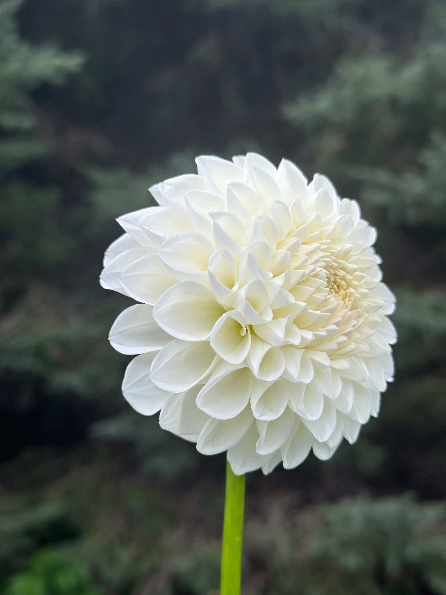 Boom Boom White Dahlia Tuber