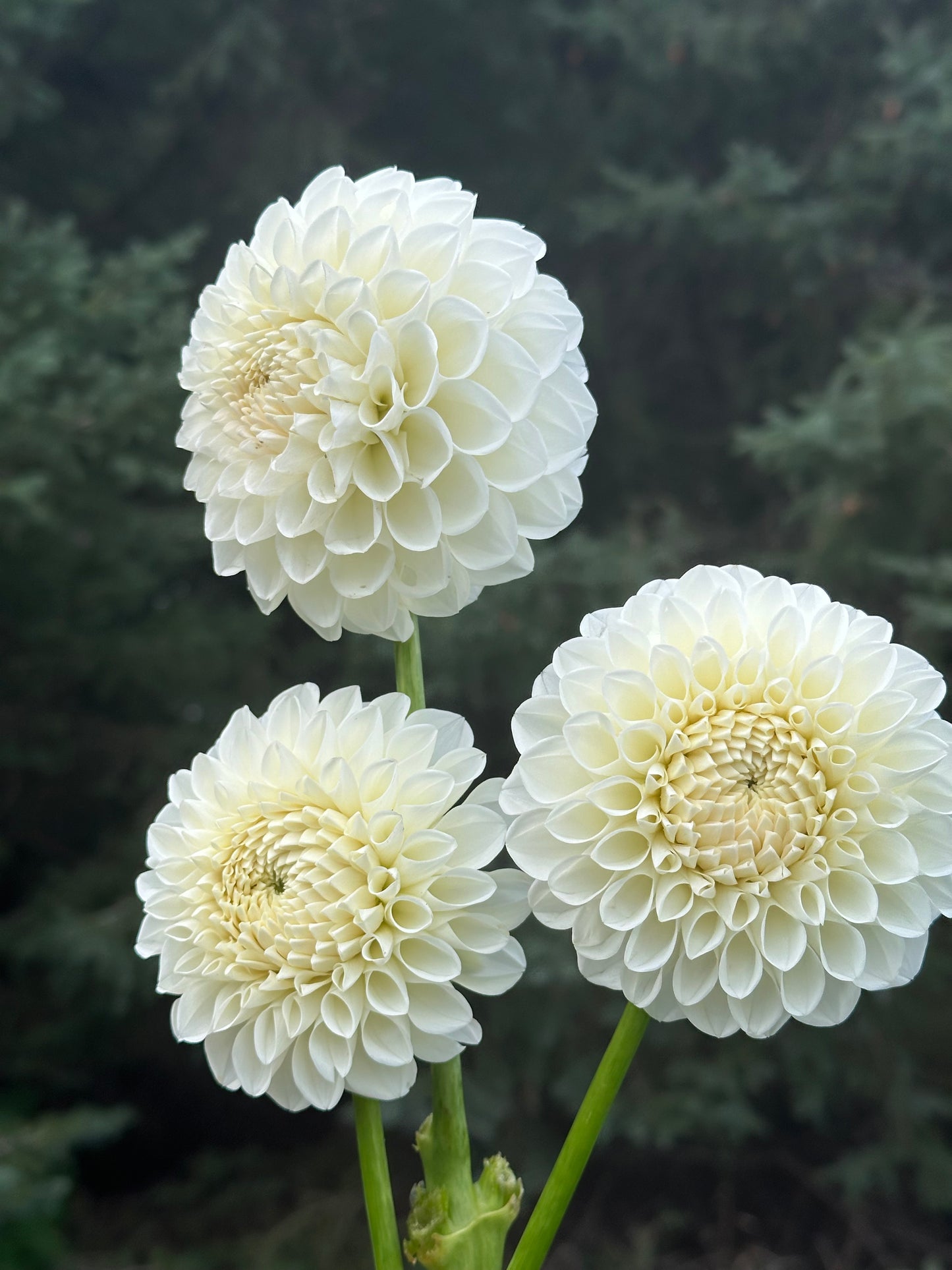Boom Boom White Dahlia Tuber