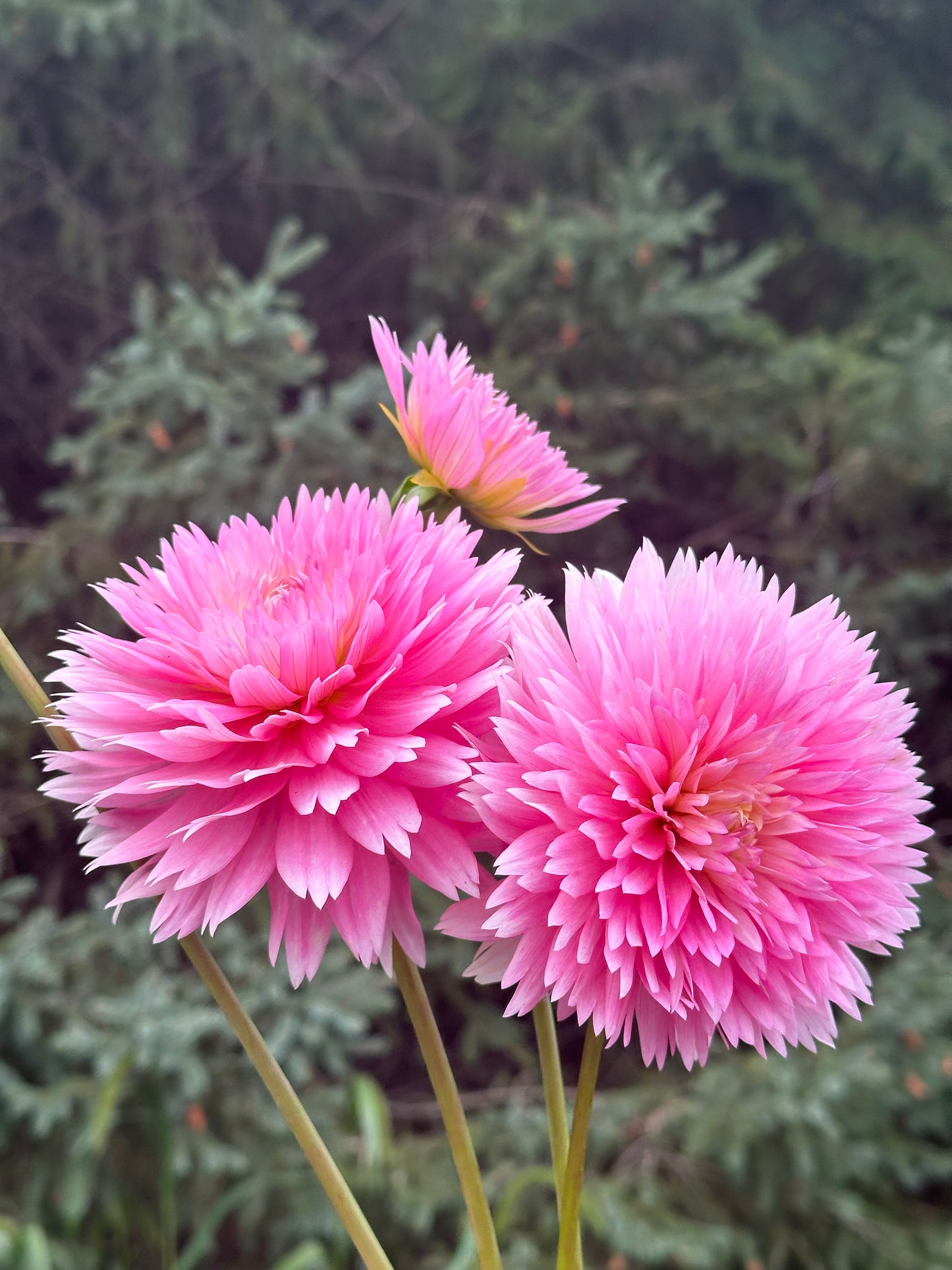Gay Princess Dahlia Tuber