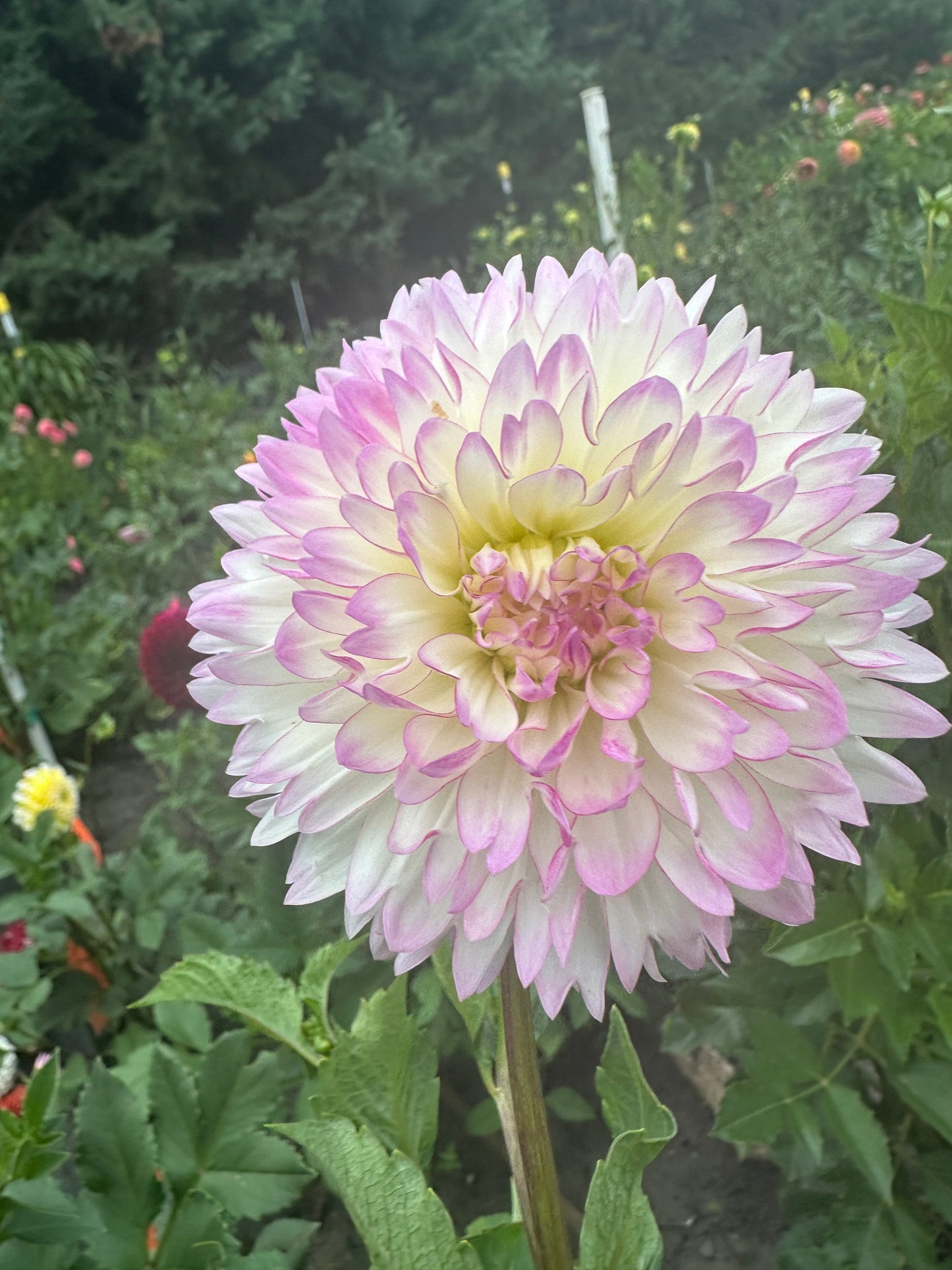Lisa Dahlia Tuber