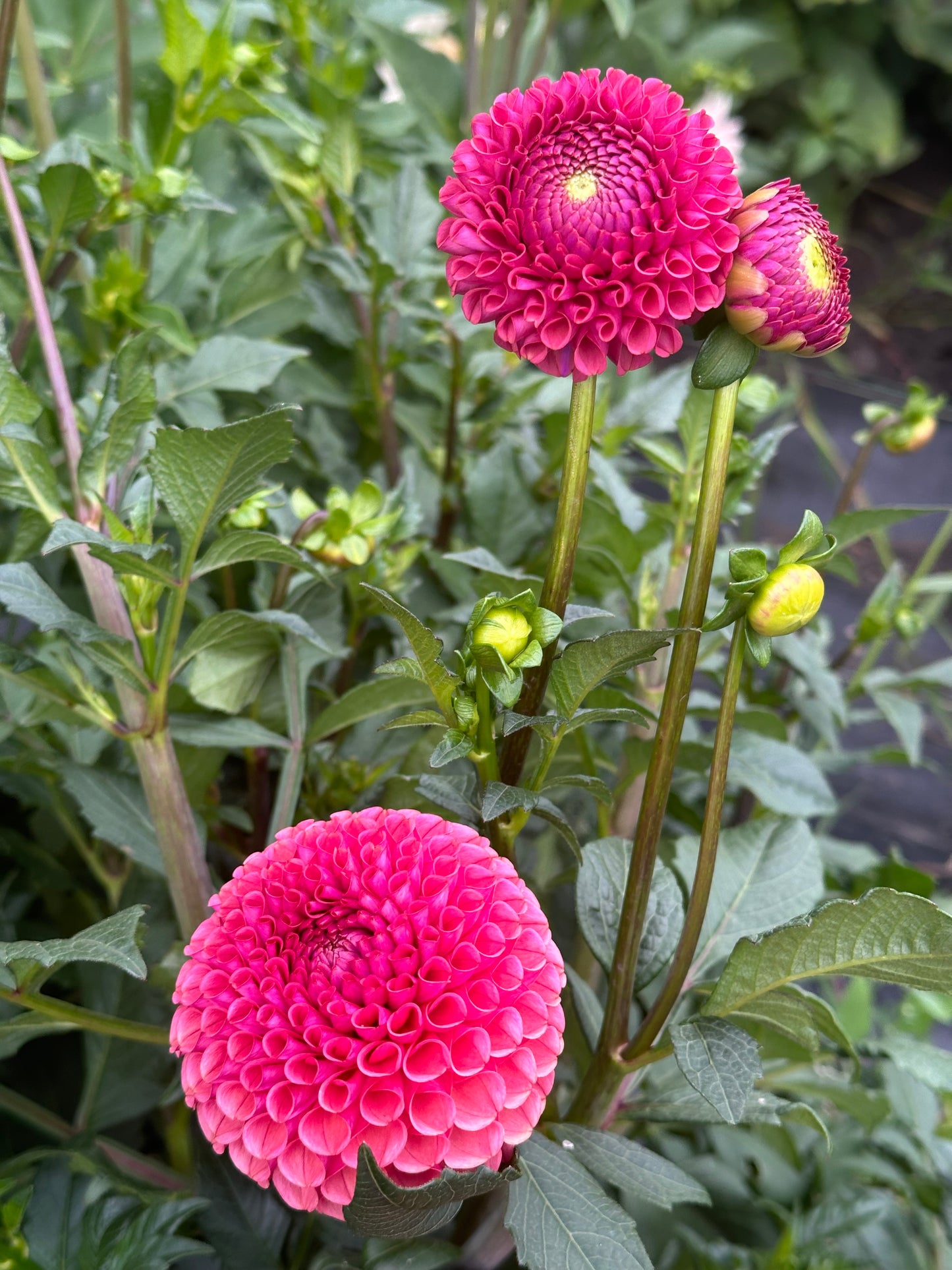 Ferncliff Rusty Dahlia Tuber