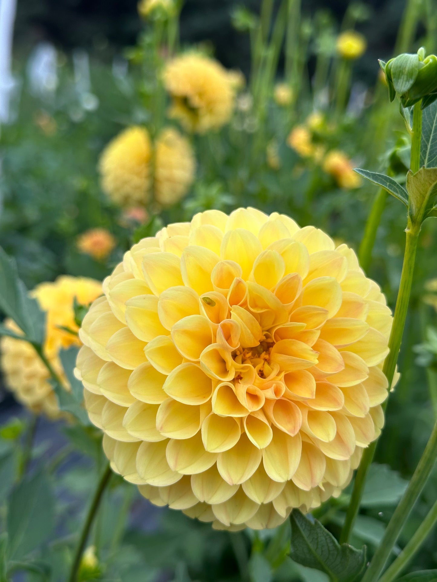 Ferncliff Sunstruck Dahlia Tuber