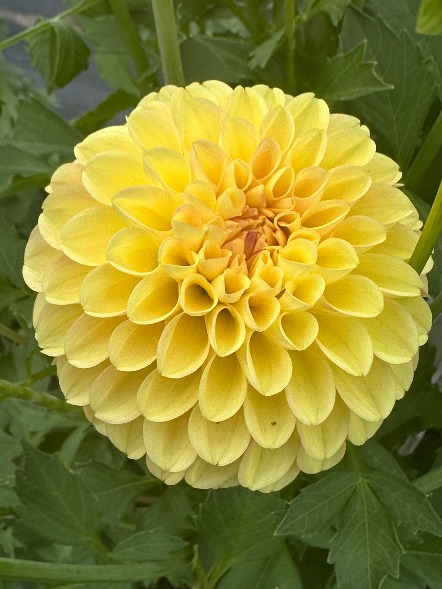 Ferncliff Sunstruck Dahlia Tuber