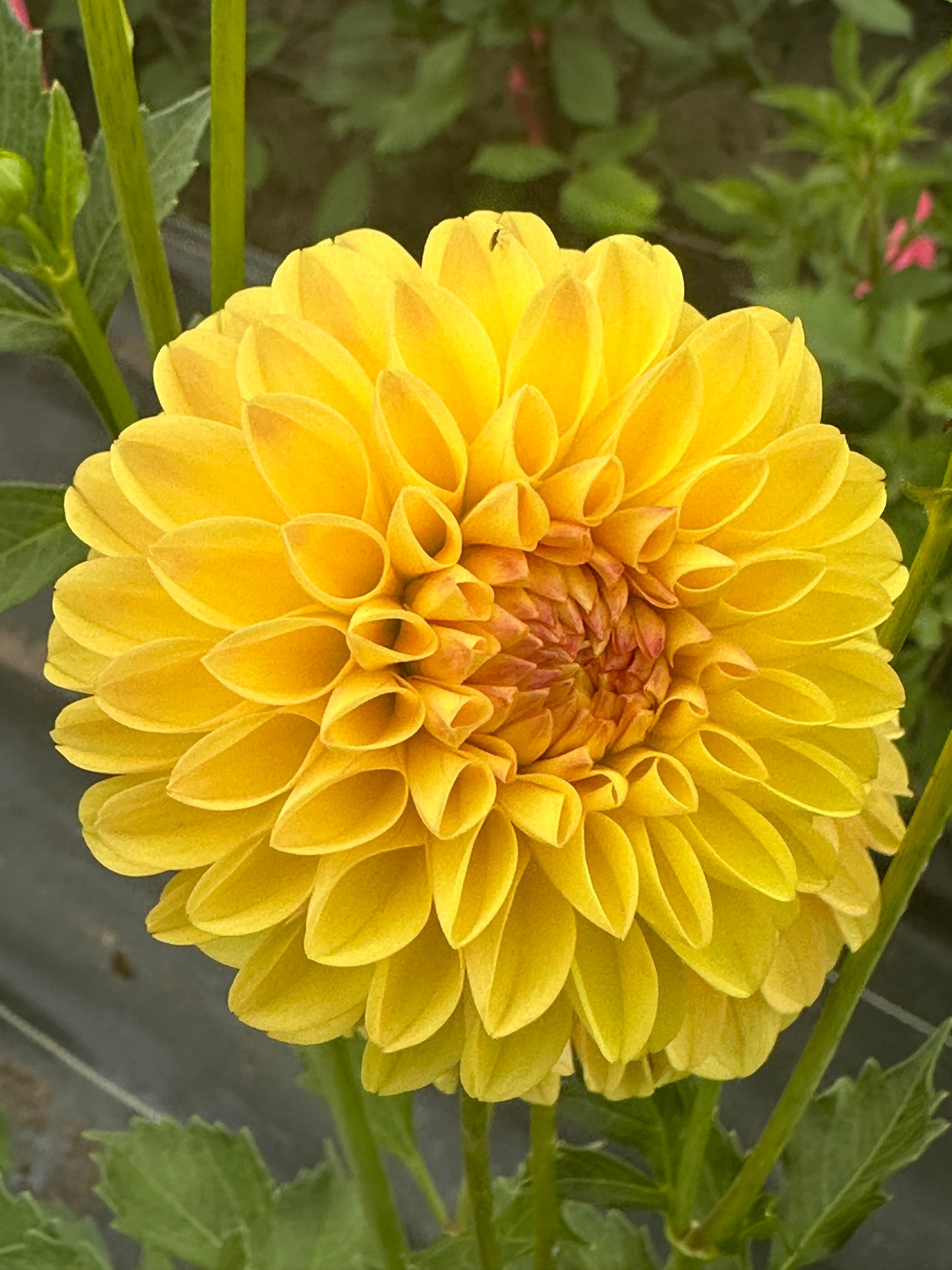 Ferncliff Sunstruck Dahlia Tuber