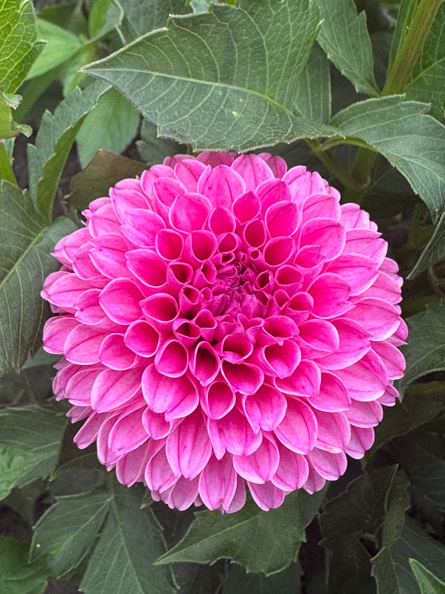 Rebecca Lynn Dahlia Tuber