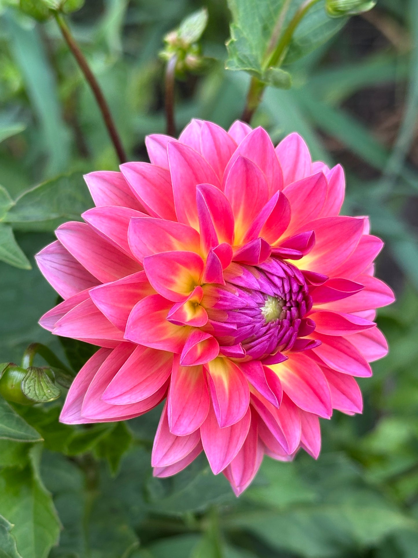 Jitterbug Dahlia Tuber