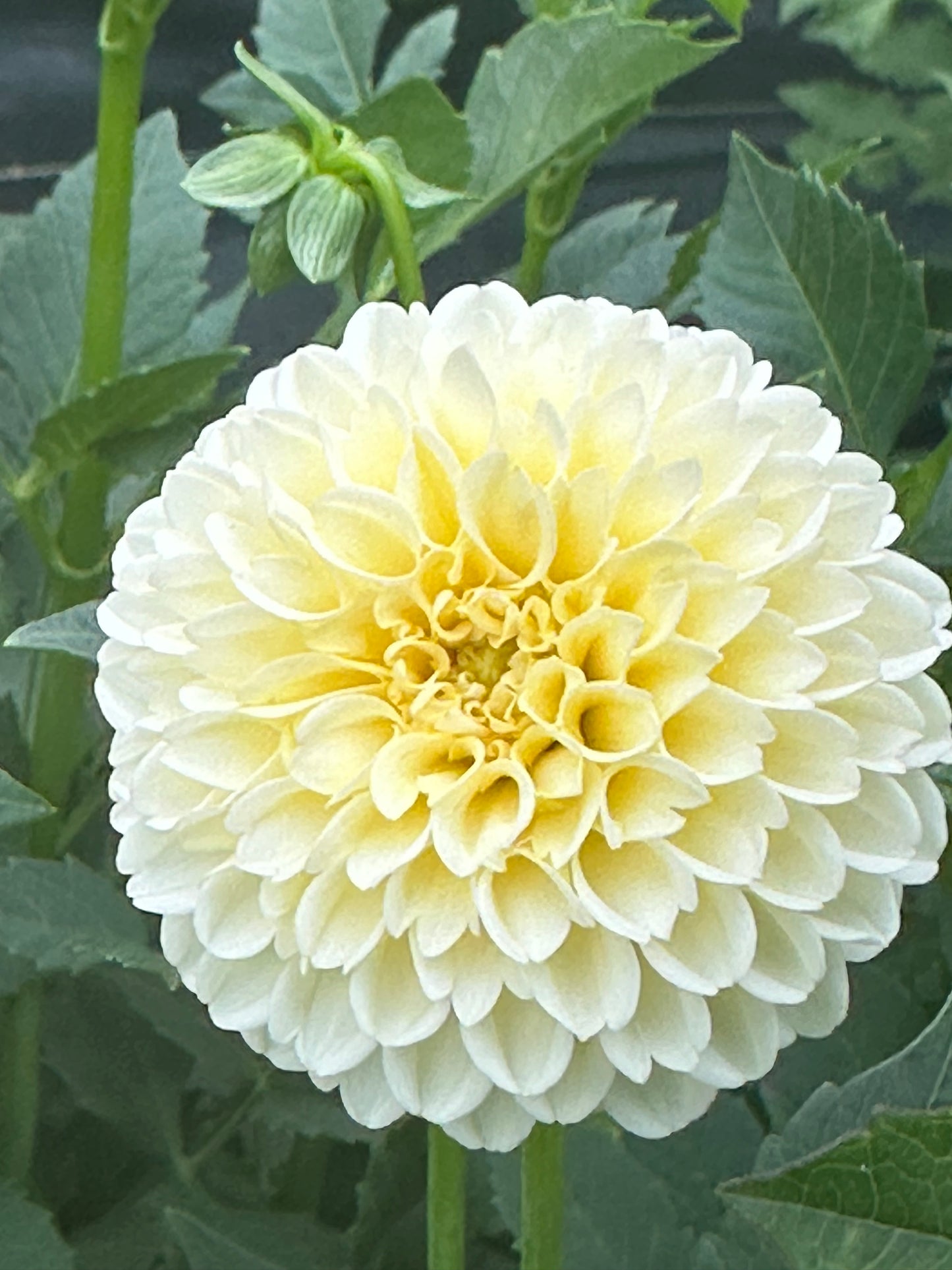 Creamy Dahlia Tuber