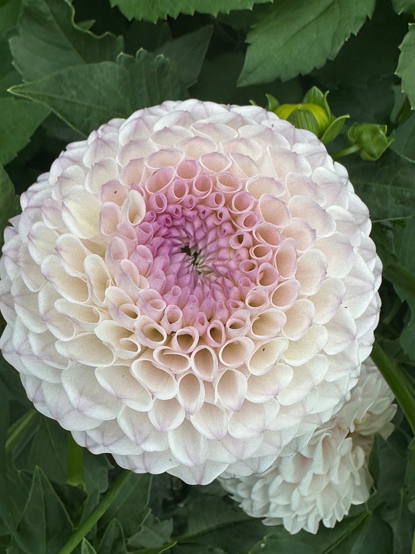 Pink Pearl Dahlia Tuber