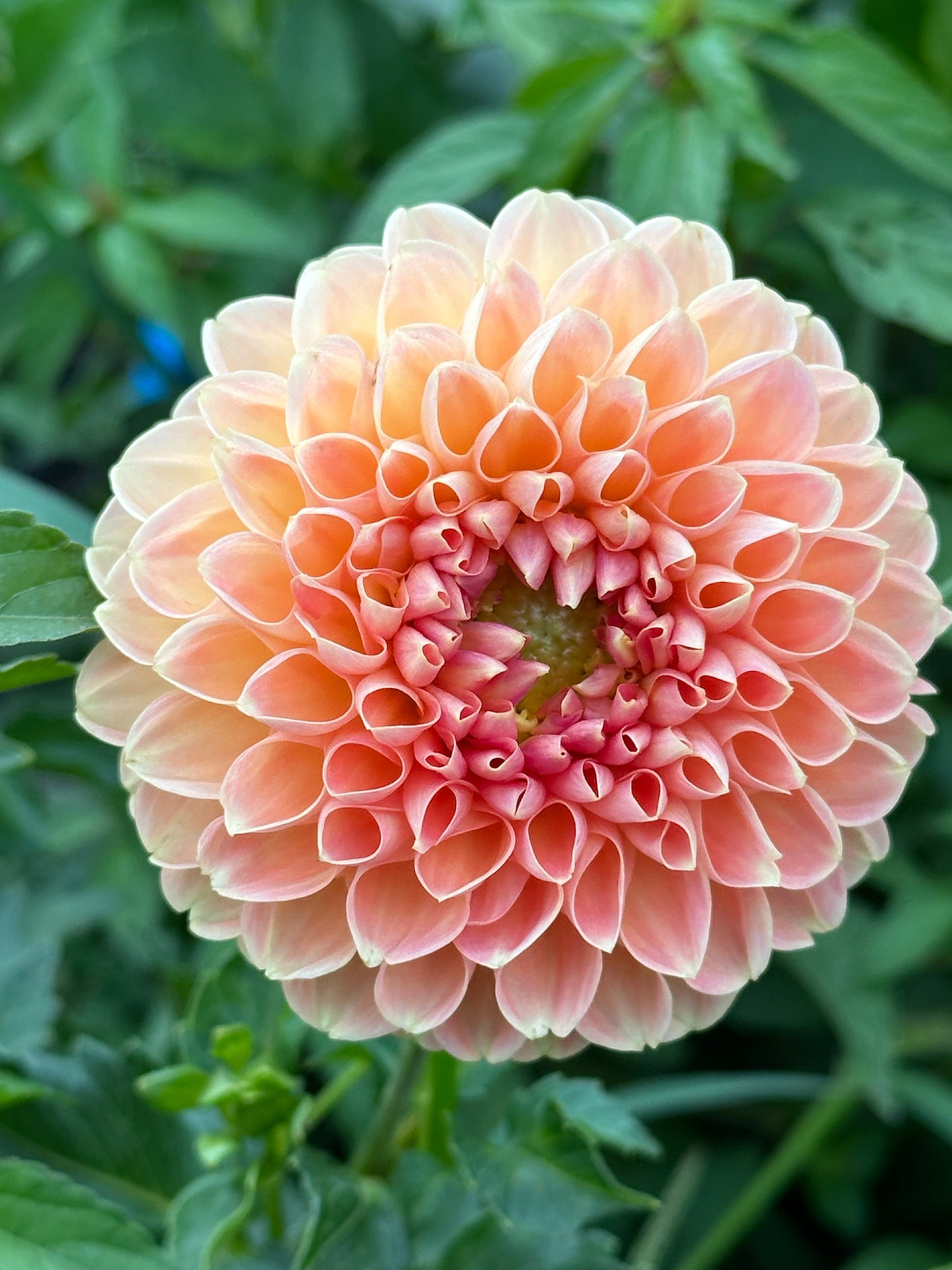 Crichton Honey Dahlia Tuber