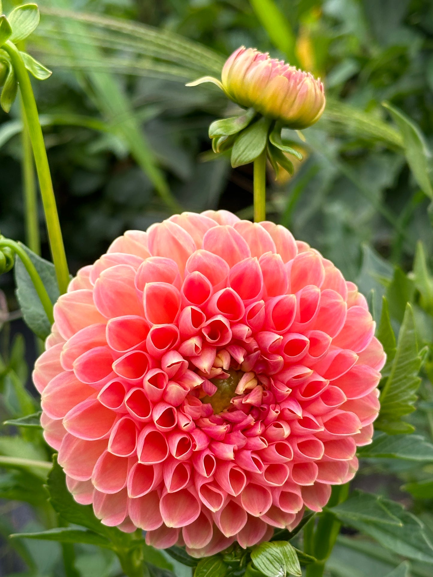 Crichton Honey Dahlia Tuber