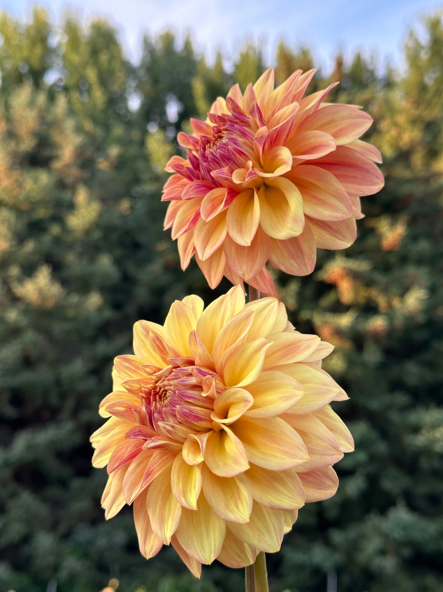 Miss Amara Dahlia Tuber