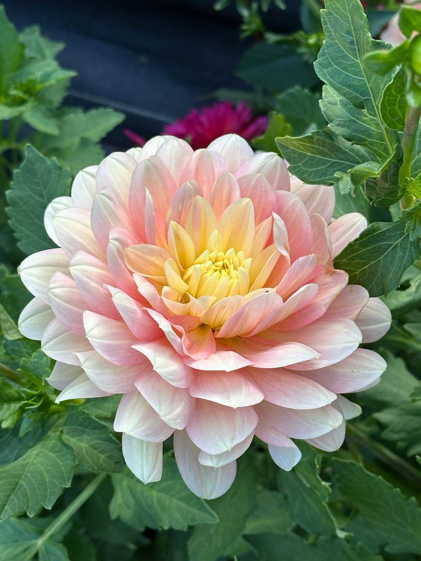 Day Dreamer Dahlia Tuber