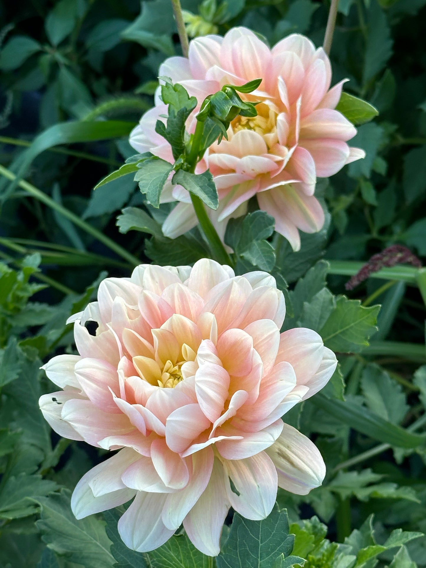 Day Dreamer Dahlia Tuber