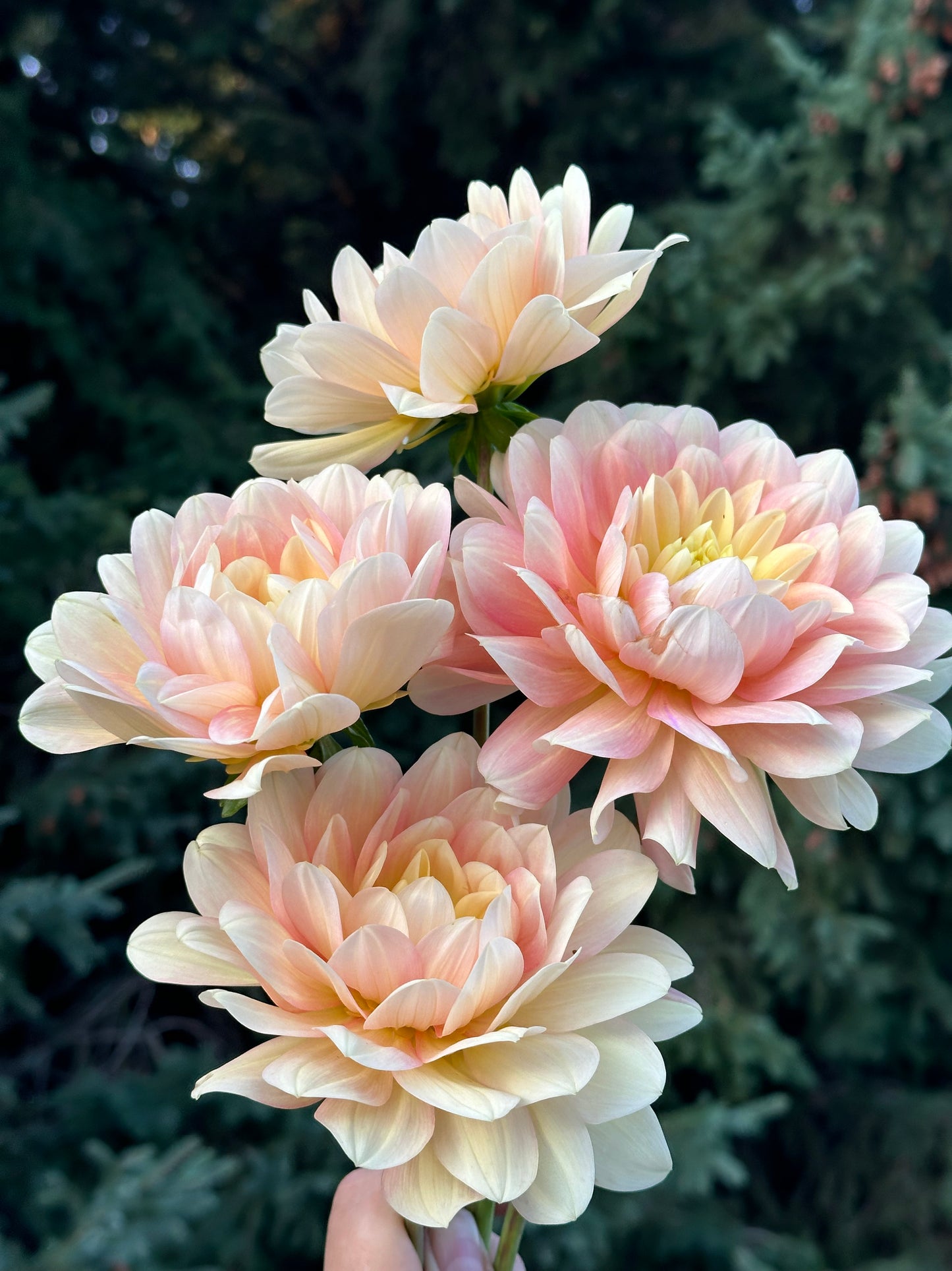 Day Dreamer Dahlia Tuber