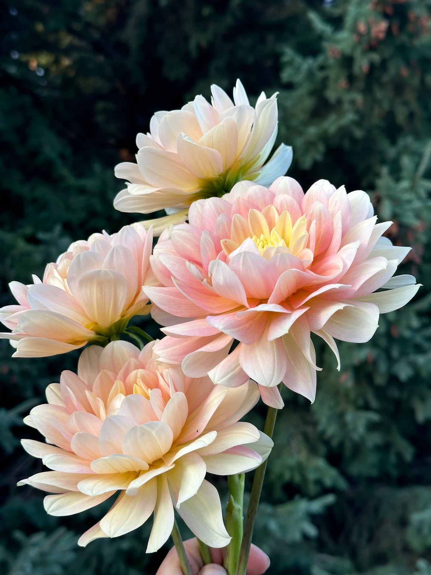 Day Dreamer Dahlia Tuber