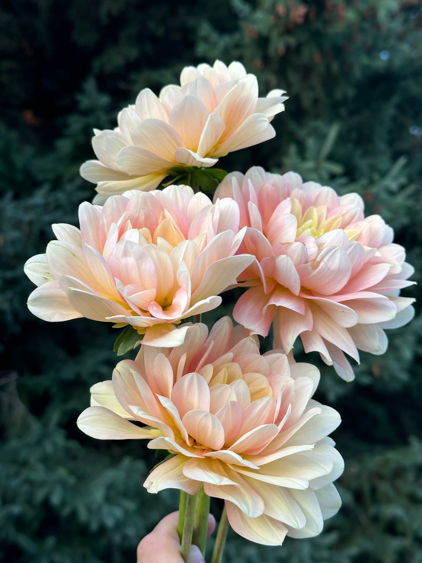 Day Dreamer Dahlia Tuber