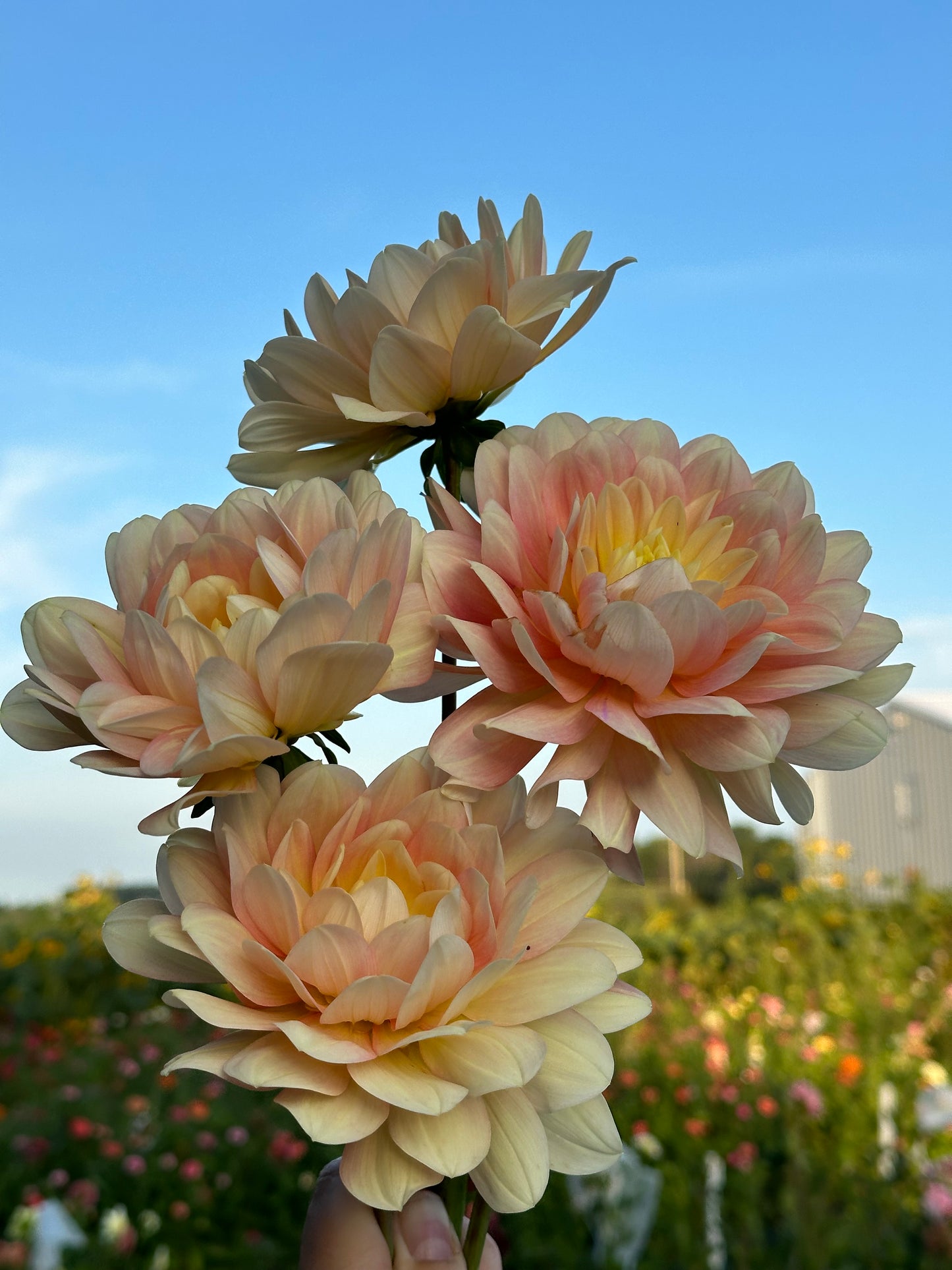 Day Dreamer Dahlia Tuber