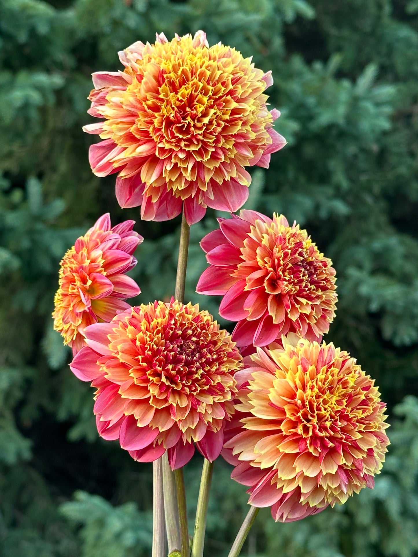 BJ's Rival Dahlia Tuber
