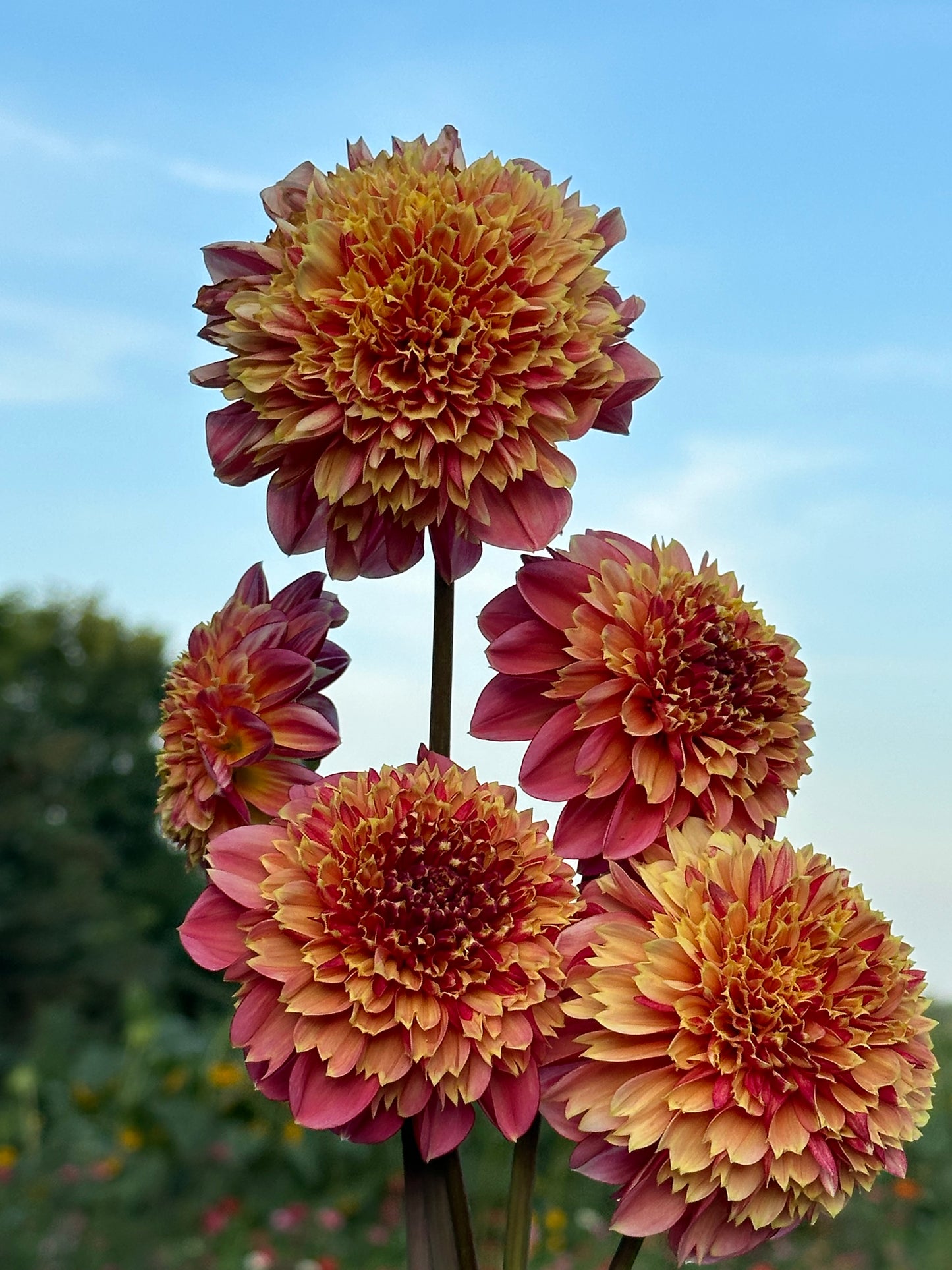 BJ's Rival Dahlia Tuber