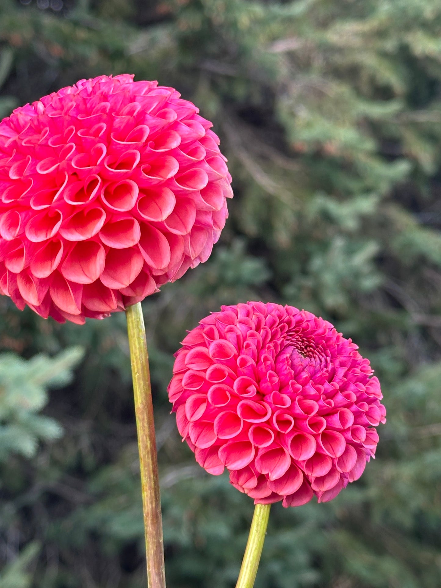 Ferncliff Rusty Dahlia Tuber