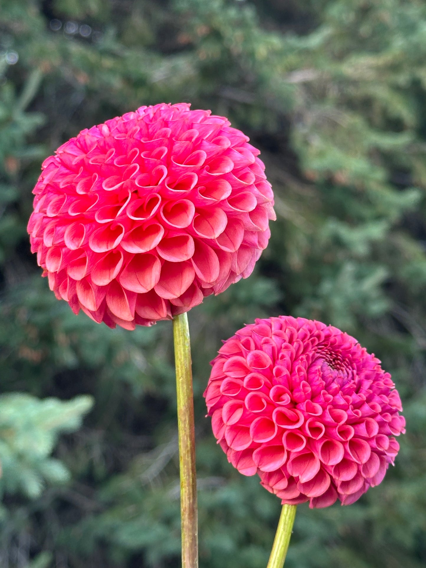 Ferncliff Rusty Dahlia Tuber