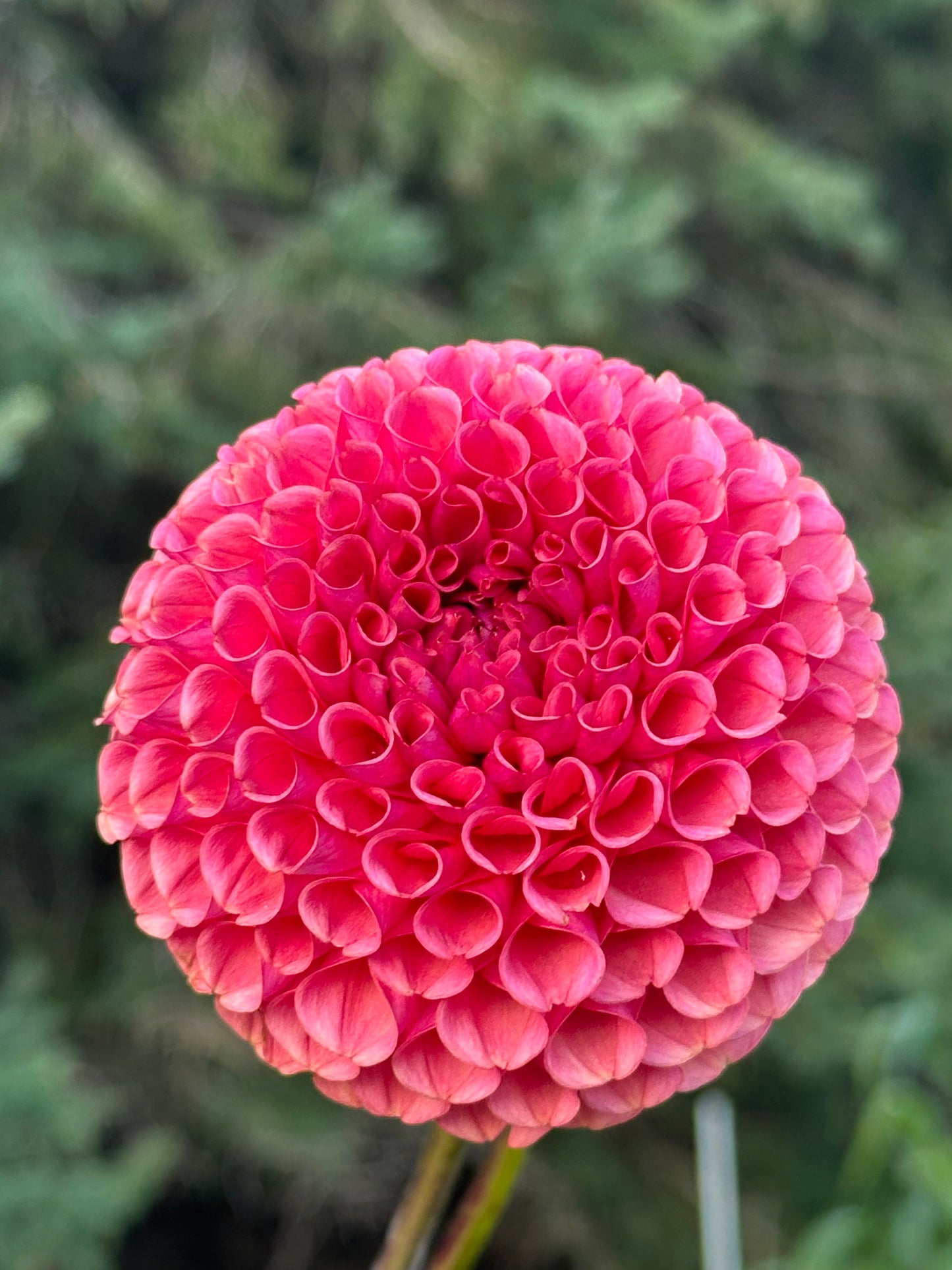 Ferncliff Rusty Dahlia Tuber