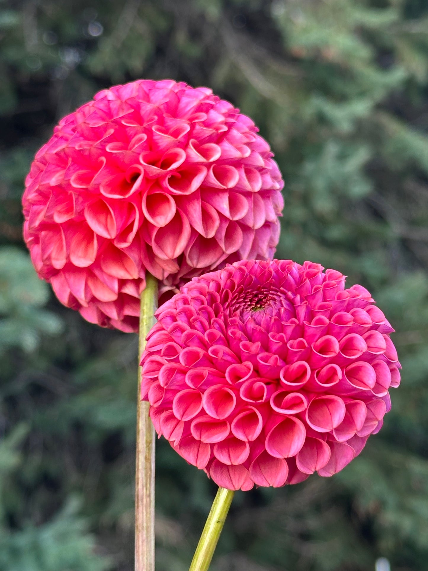 Ferncliff Rusty Dahlia Tuber
