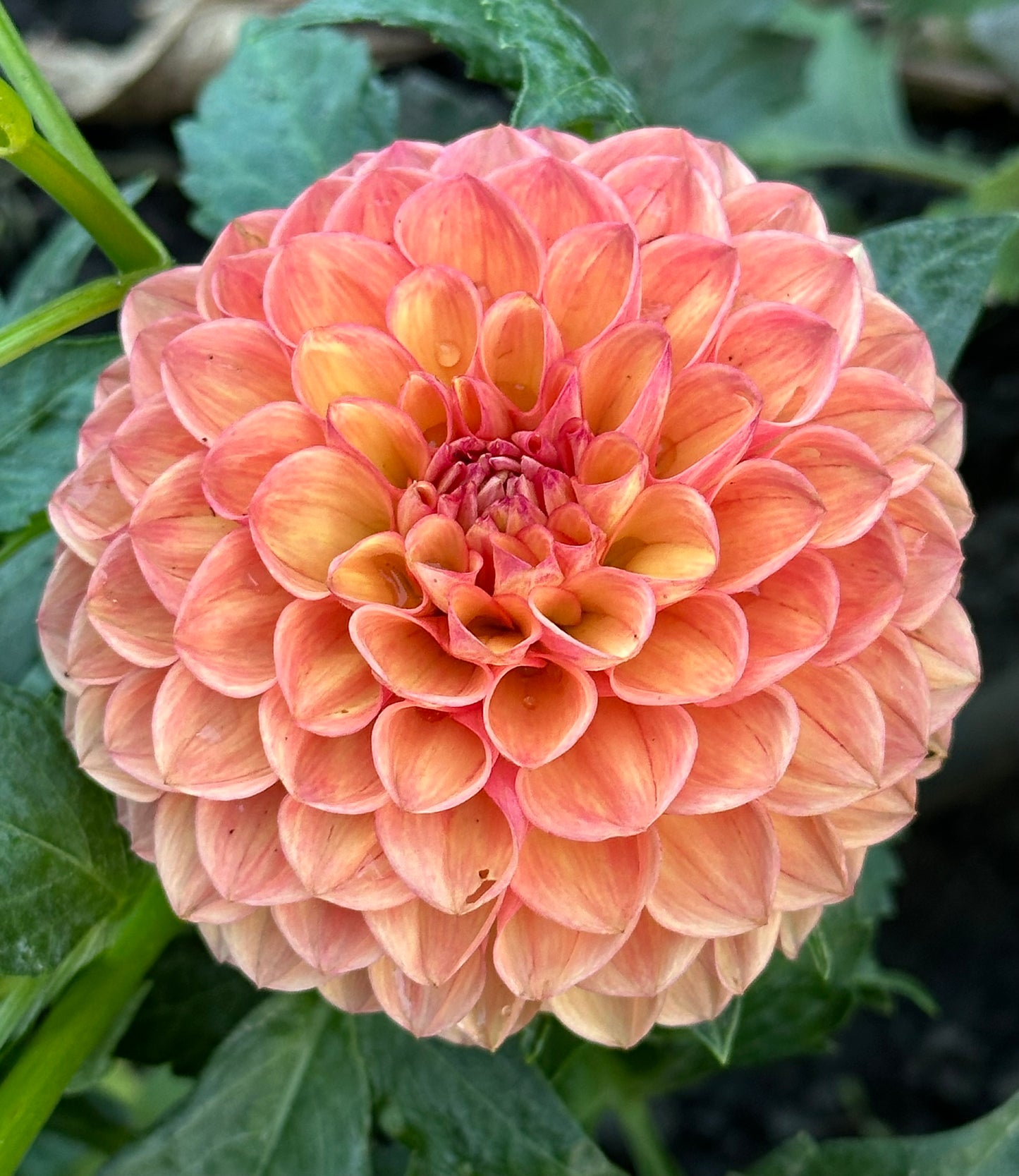 Snoho Doris Dahlia Tuber