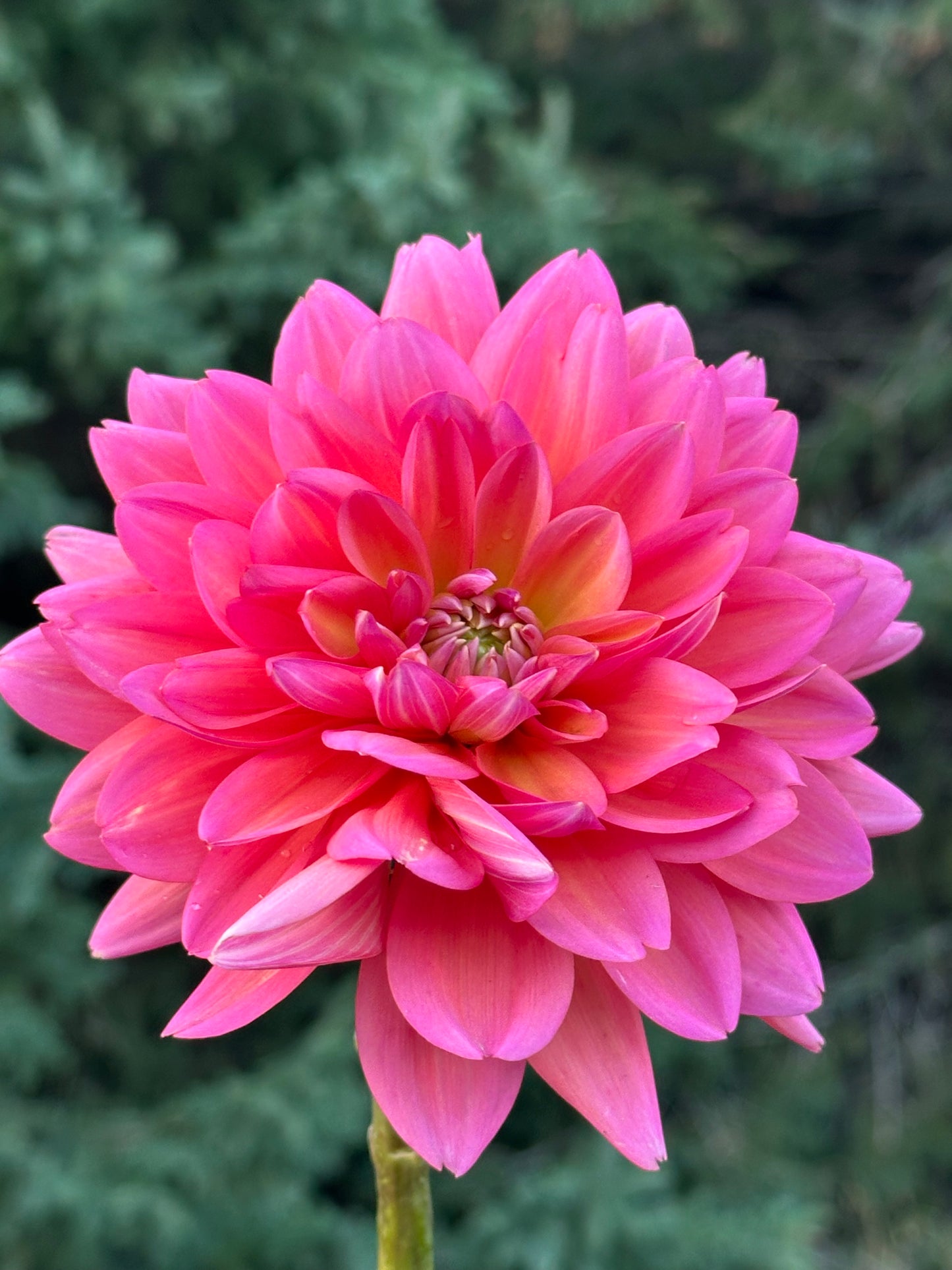 Great Silence Dahlia Tuber