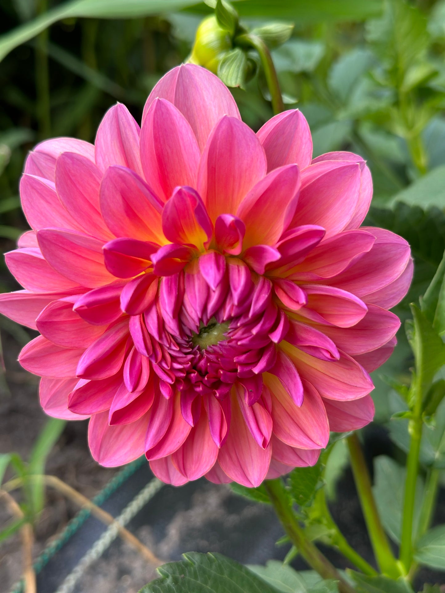 Wildwood Marie Dahlia Tuber