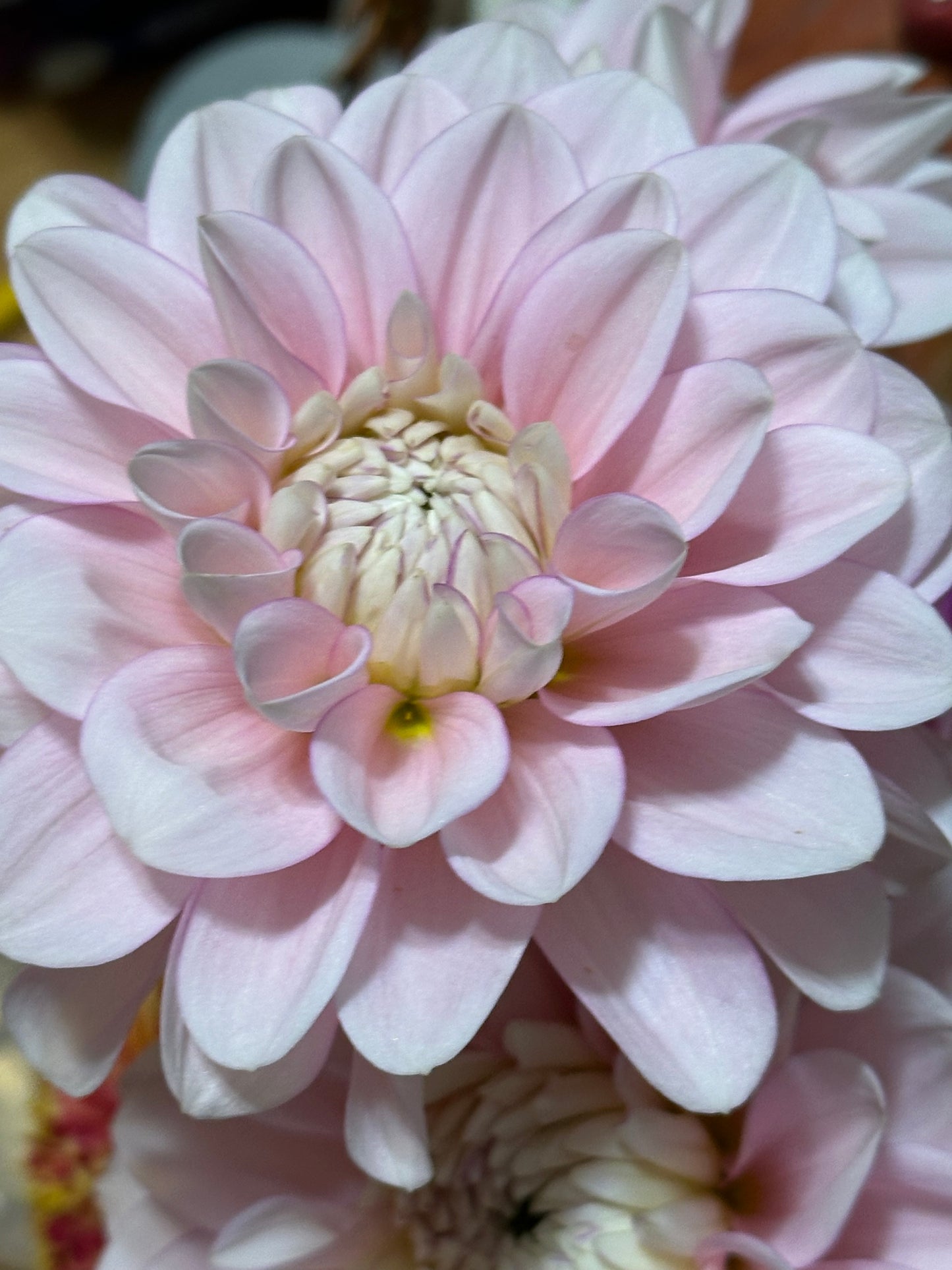Daddy's Girl Dahlia Tuber