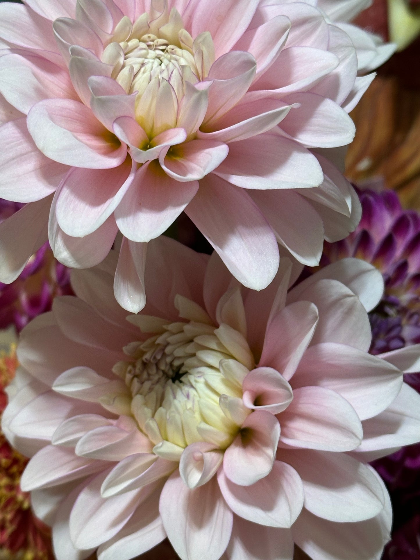 Daddy's Girl Dahlia Tuber