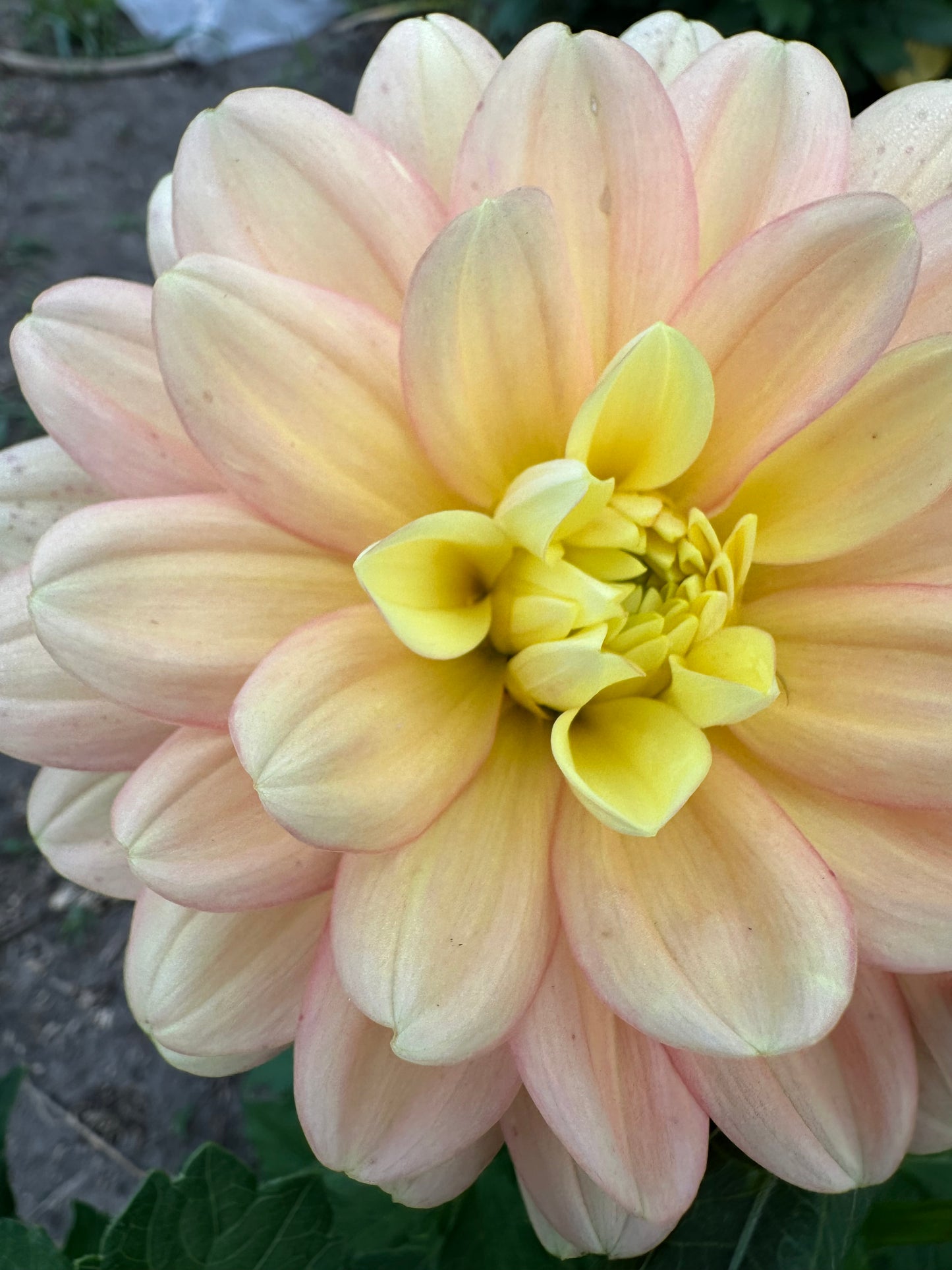 Day Dreamer Dahlia Tuber