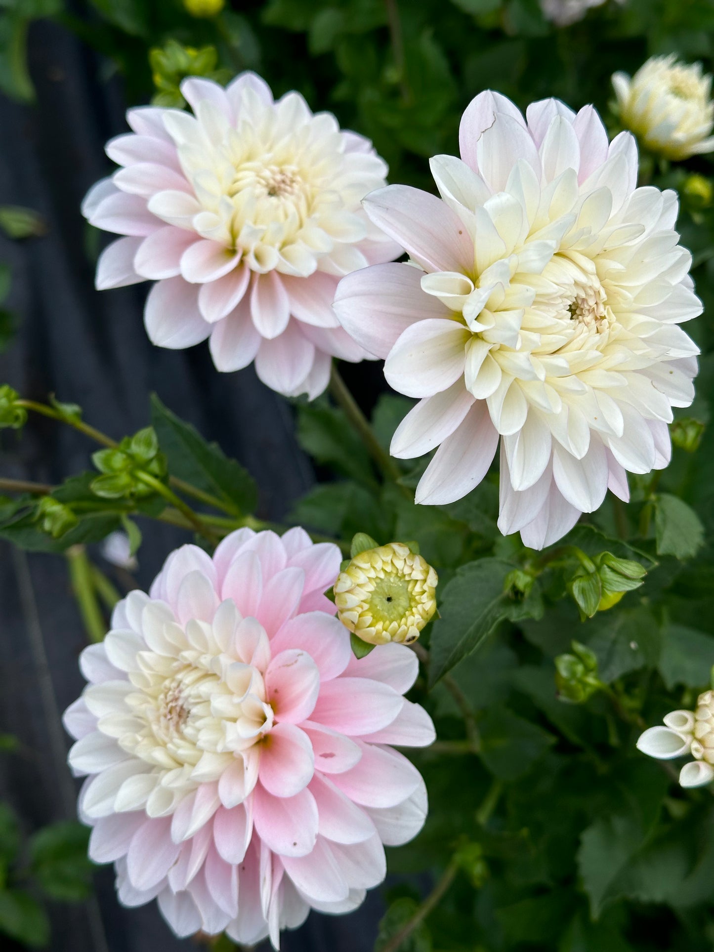 Daddy's Girl Dahlia Tuber