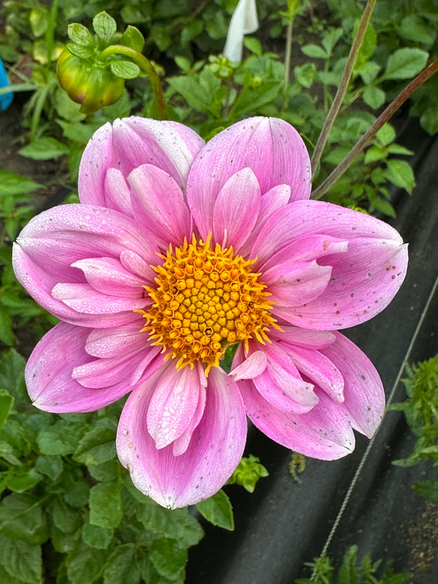 Rosy Wings Dahlia Tubers