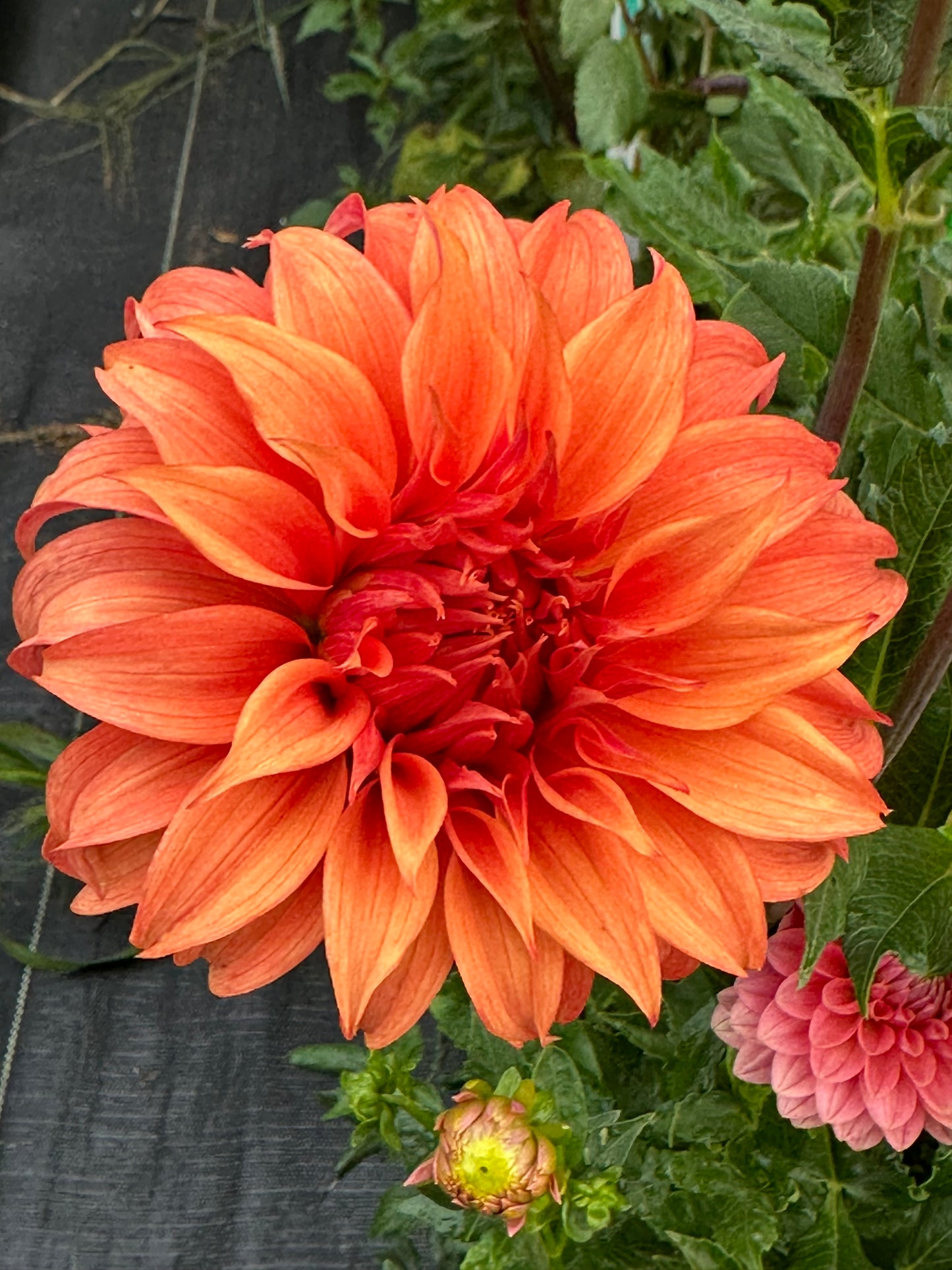 Bloomquist Jean Dahlia