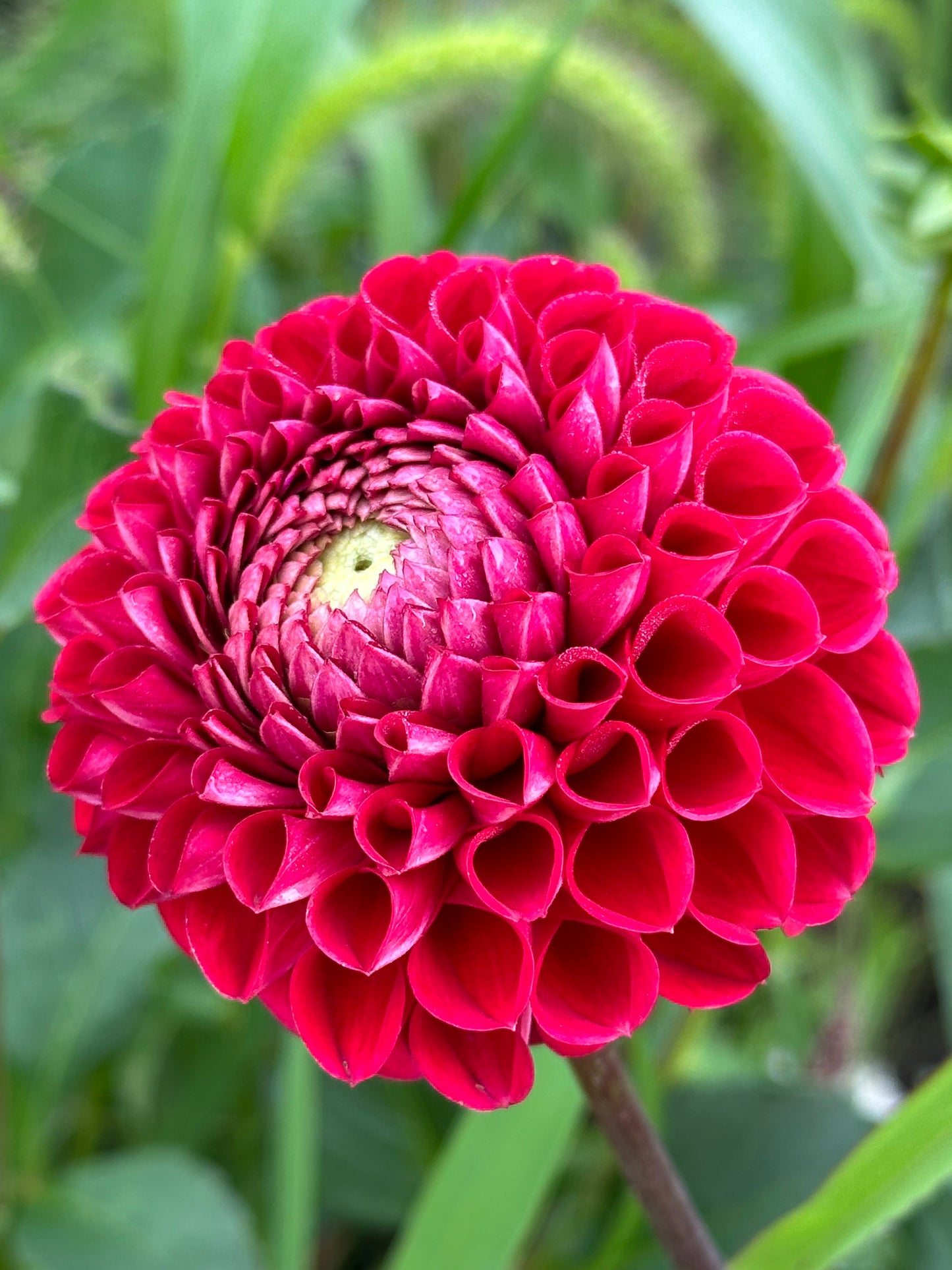 Cornel Dahlia Tuber