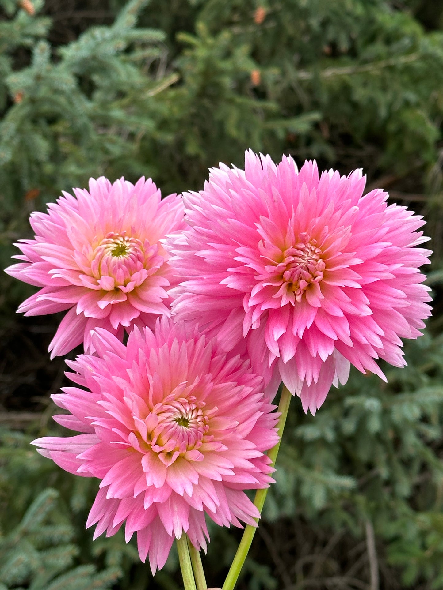 Gay Princess Dahlia Tuber
