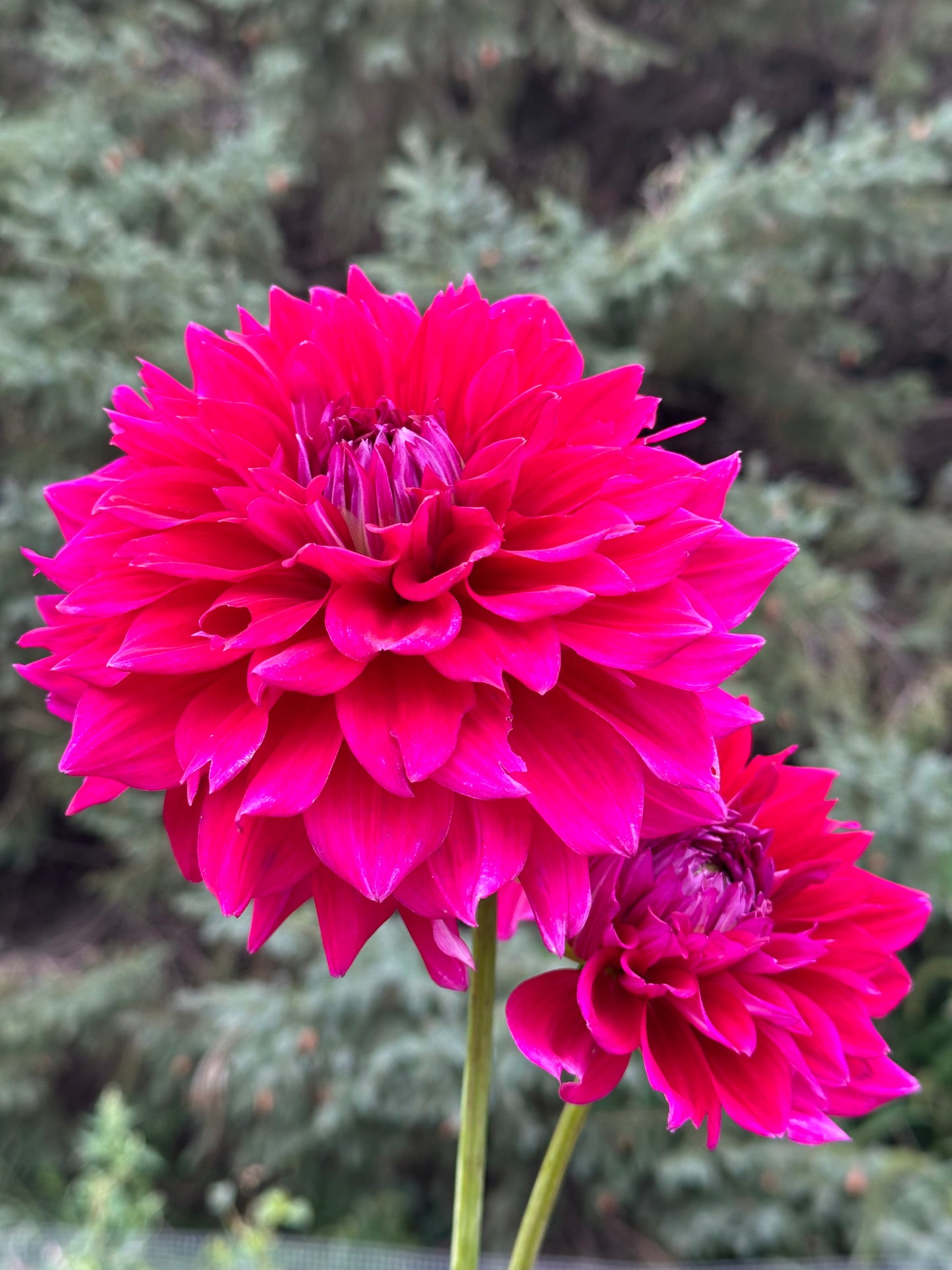 Chloe Janae Dahlia Tuber
