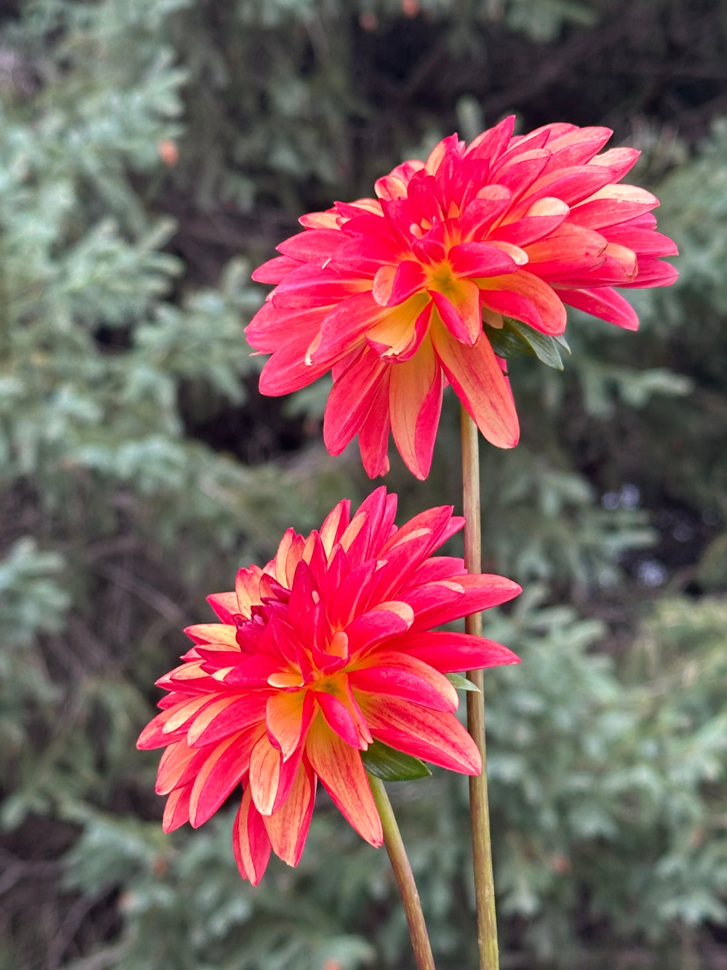 Fidalgo Julie Dahlia Tuber