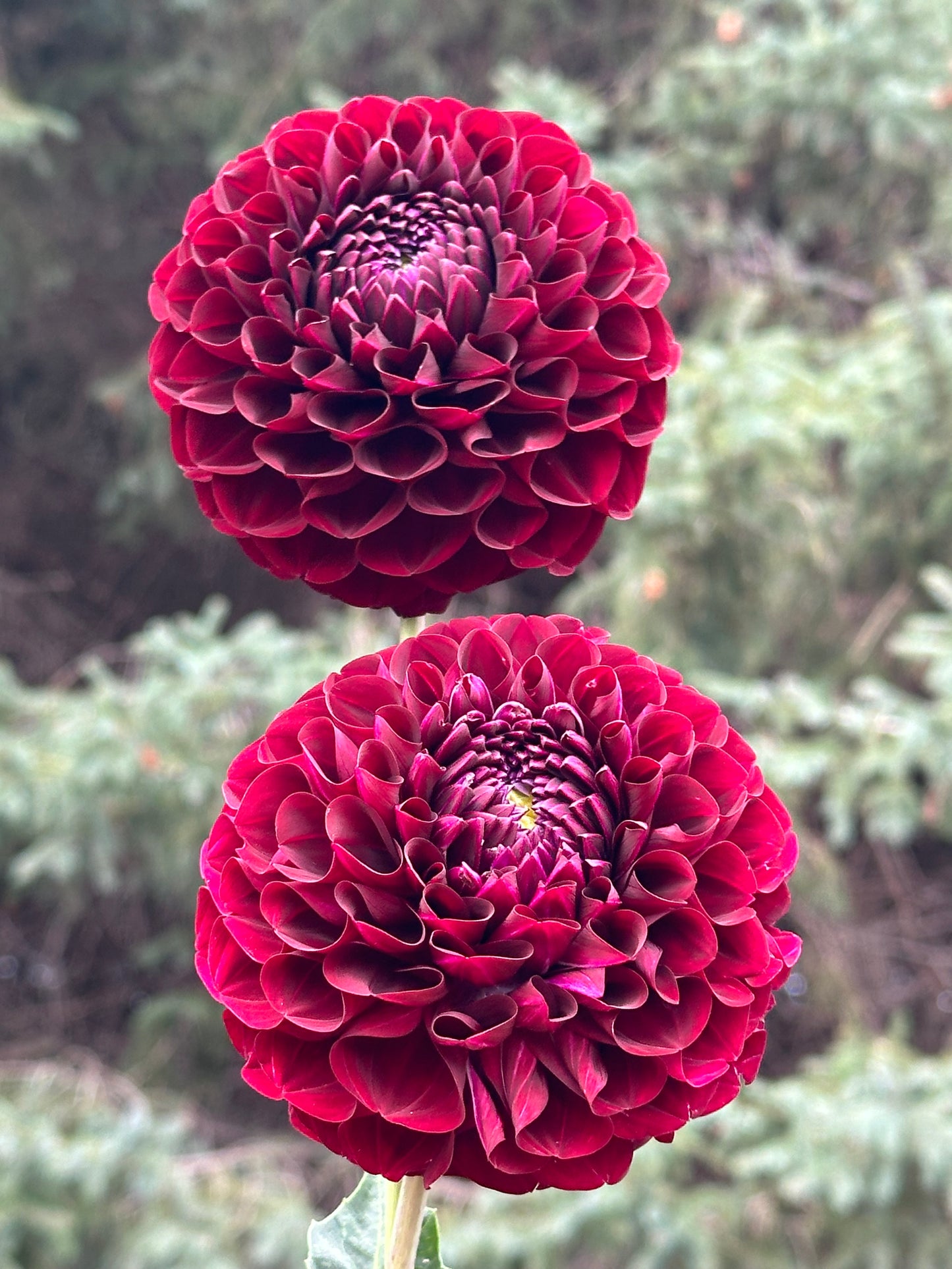 WB MC Dahlia Tuber