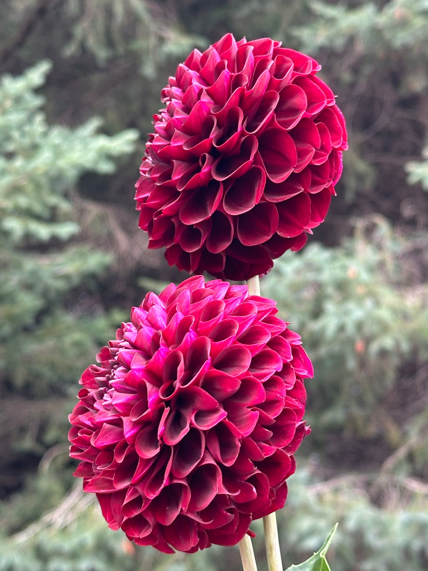 WB MC Dahlia Tuber